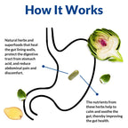 Gut Alive - All Natural Support to Fight IBS, Heartburn, Acid Indigestion, Acid Reflux, Bloating & Gas. Unique Formulation (60 Count (Pack of 2))